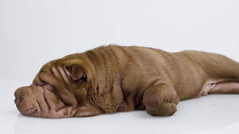 shar pei dog puppy lying down against white background