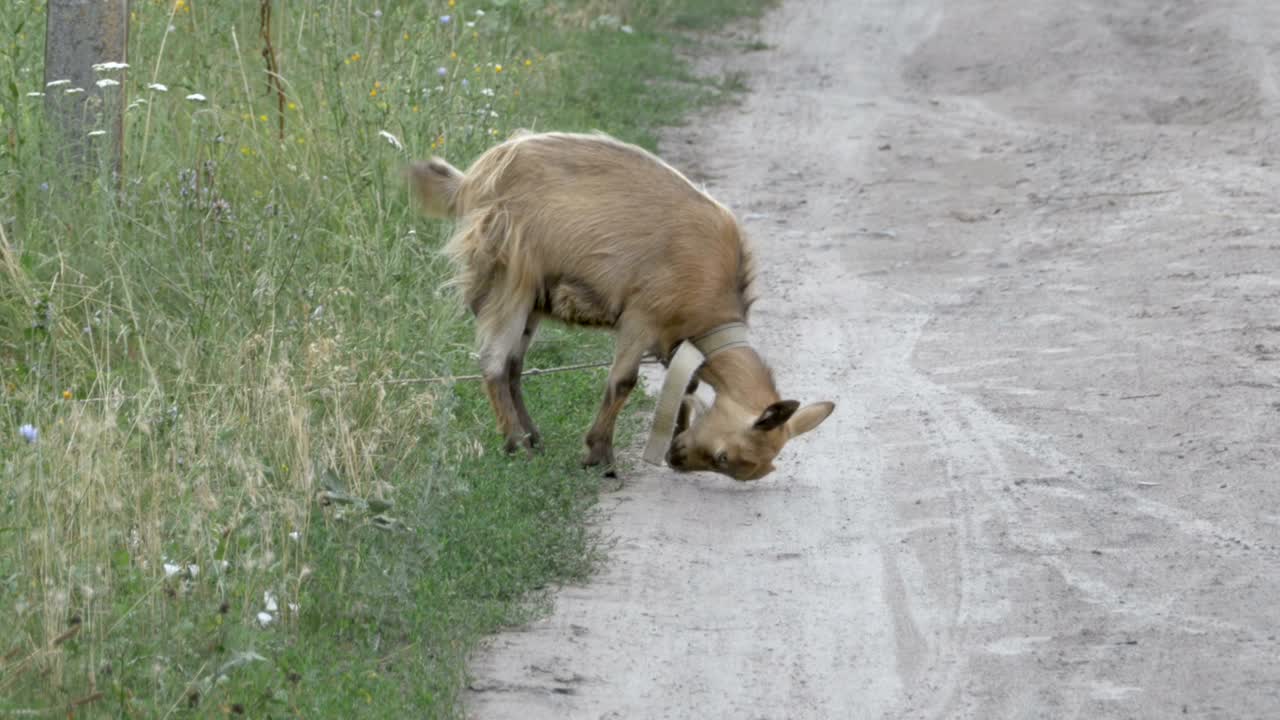 염소는 땅 위에 을 는다. 마을에 있는 작은 염소.