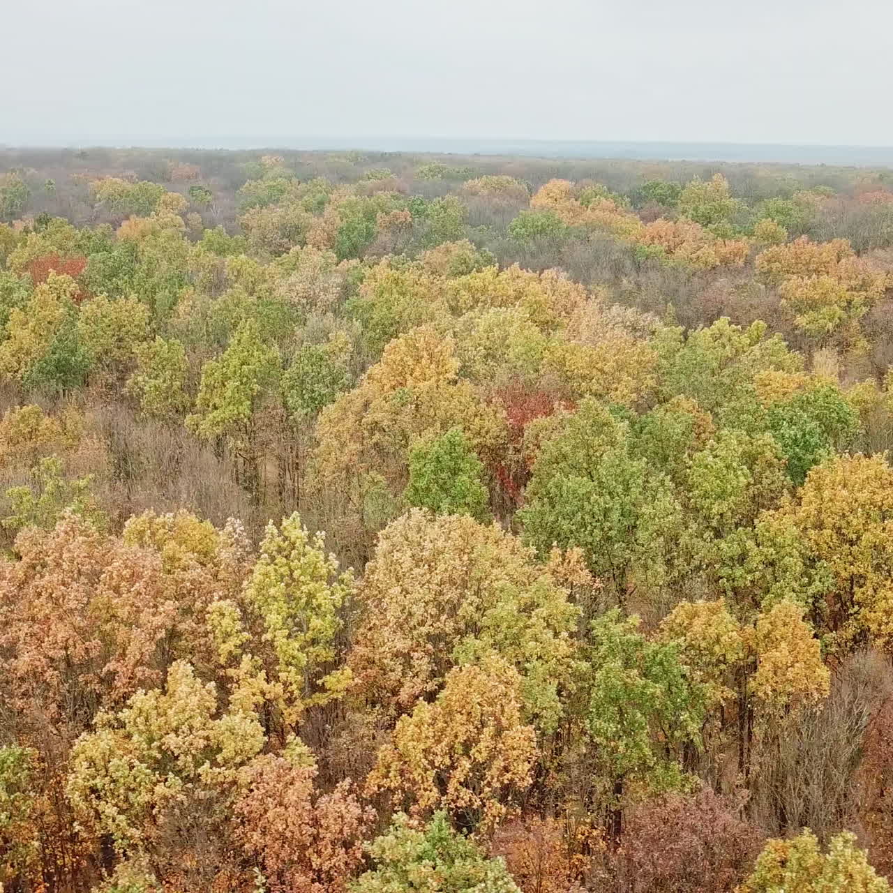 Aerial view of forest in autumn time outdoors. Beautiful scenery of colorful forest. View from above on tops of trees swinging by the wind.