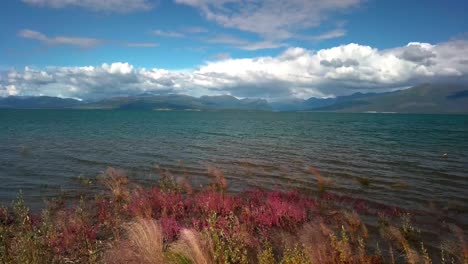 picturesque summertime yukon scene above colorful blossom flower petal blooms and grassy vegetation lakeside of kluane lake water edge with mountain range in background on blue sunny sky day, canada