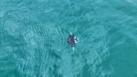 Mantarraya-Gigante-En-Hawaii