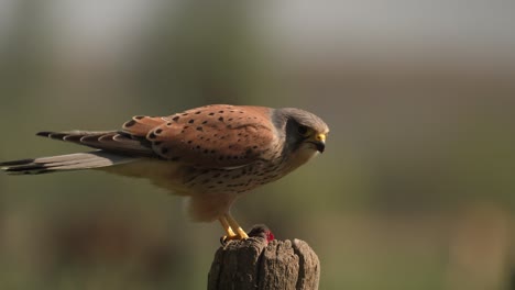 a common kestrel bird, falco tinnunculus, devouring a freshly hunted mouse