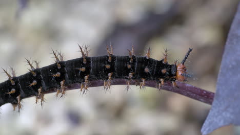 Nahaufnahme-Eines-Schwarzbeinigen-Schildpatts,-Der-Auf-Einem-Blattstiel-In-Der-Natur-Liegt,-Makro-4k