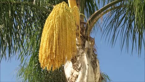 date palm showing new fruit bodies of sweet fruit in village park, andalusia
