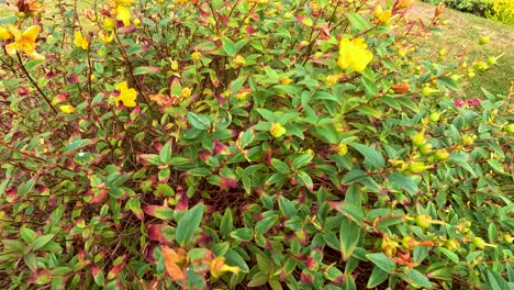 a close-up view of a hypericum bush with yellow flowers gently moving in the wind, captured outdoors in natural daylight with smooth camera panning