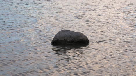 punta de una roca en medio del agua del río en prądzonka polonia - primer plano