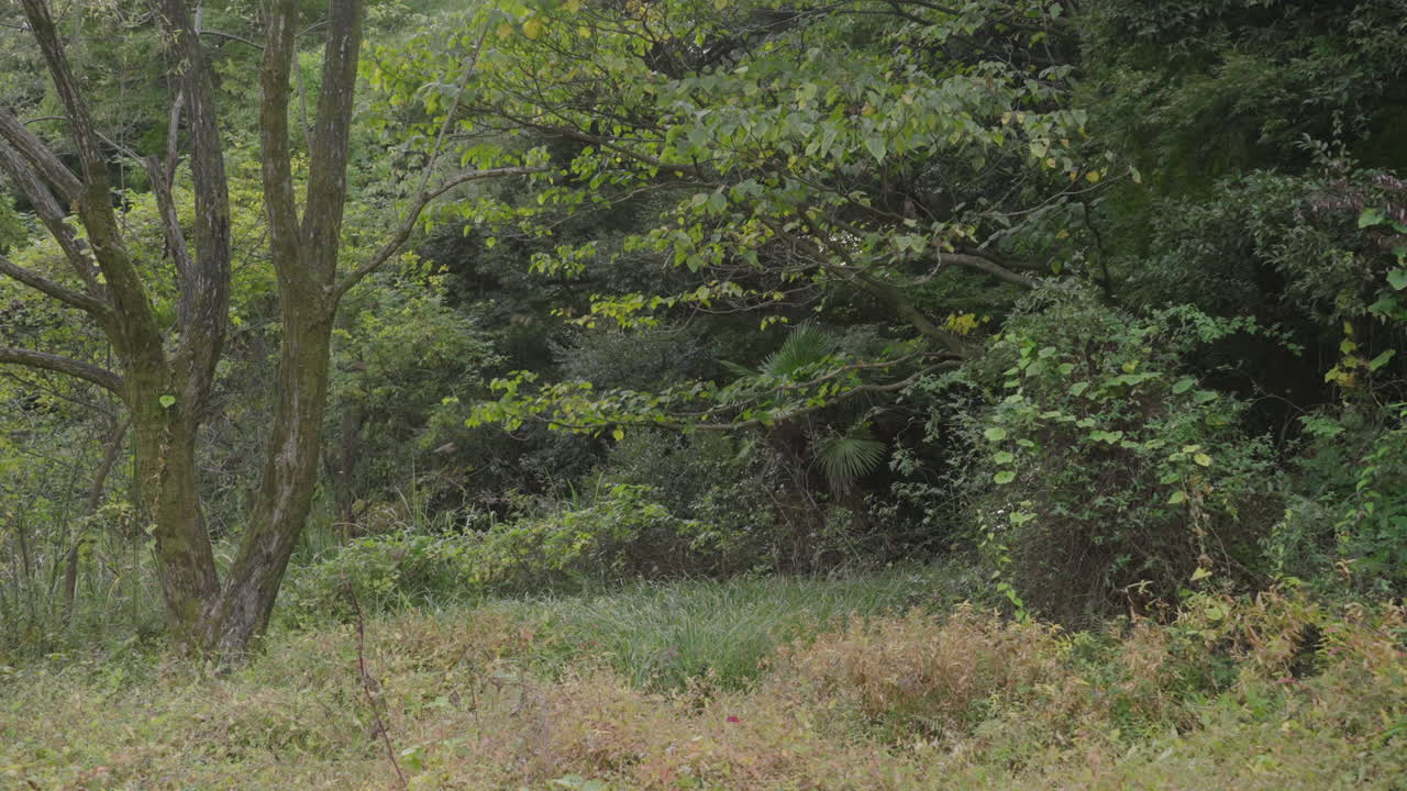 숲속의 나무에서 날아다니는 참새 떼 - 넓다