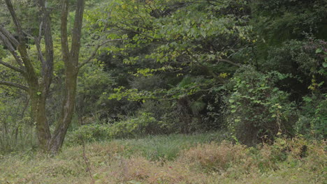 Flock-of-Sparrow-birds-flying-from-the-trees-in-the-forest---Wide