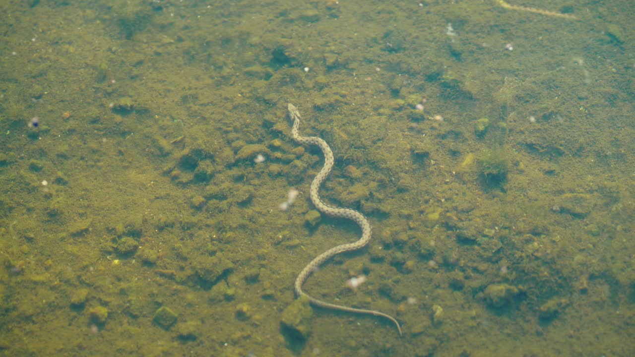 Snake underwater. Snake floats under the surface of the water.