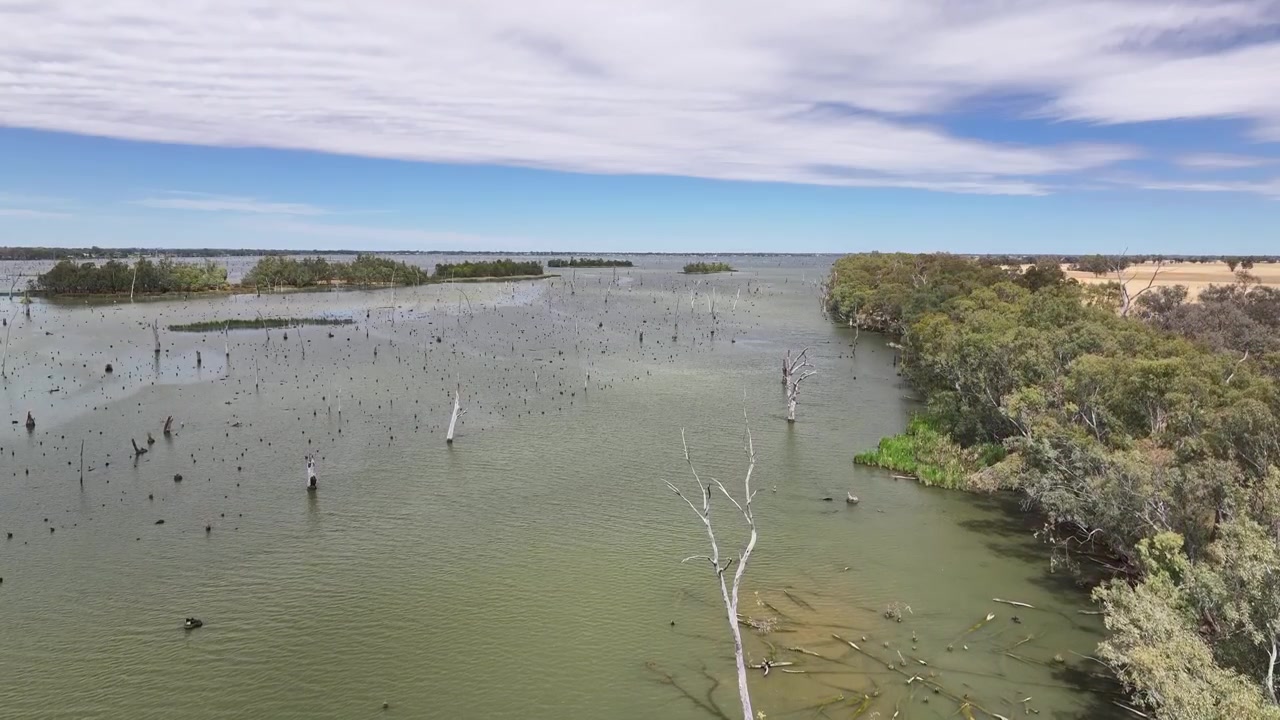 Rising aerial view over Lake Mulwala flooded timber forest and distant farmland