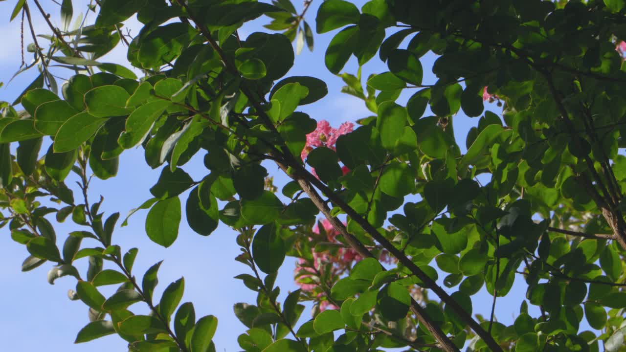 로맨틱 피는 풍경 꽃이 만발한 꽃