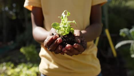 Manos-De-Un-Niño-Afroamericano-Sosteniendo-Plantas-De-Verduras-En-Un-Jardín-Soleado,-Cámara-Lenta