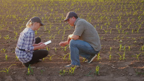 two farmers - a man and a woman are exploring the shoots of young corn on the field communicate use