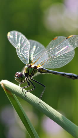dragonfly on grass