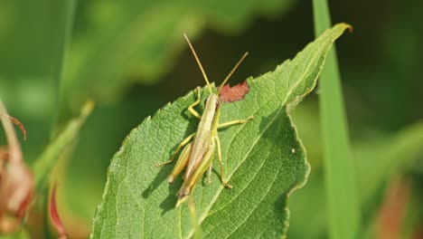 Macro-of-Green-Grasshopper-producing-sound-by-rubbing-together-its-legs-on-a-leaf,-shot-against-blurred-background