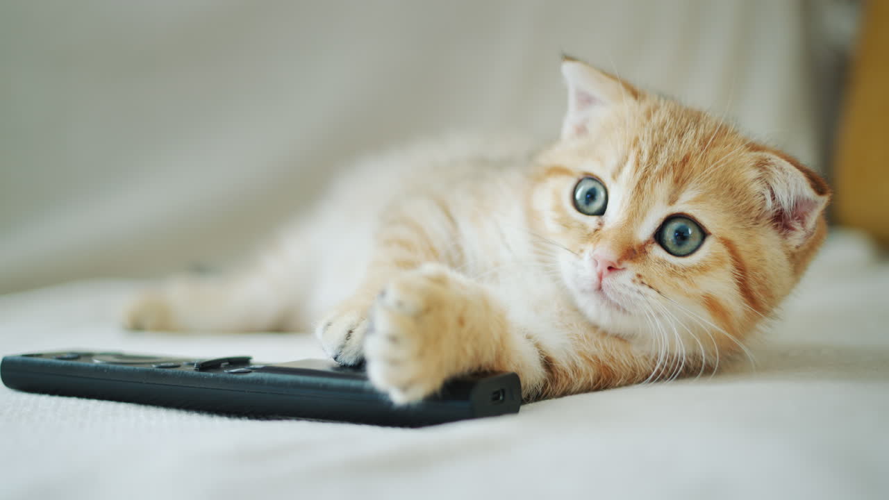 Kitten child watching TV, holding a paw on the remote