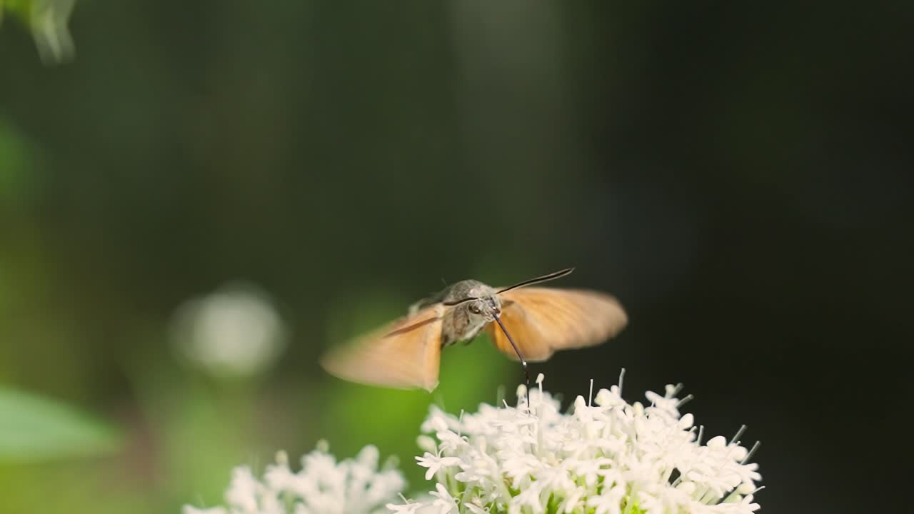 Hummingbird hawk-moth Insect Sucking Nectar Flower. Selective Focus Shot