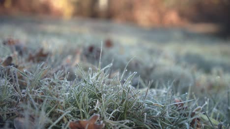 Close-Up-Of-Green-Grass-With-Morning-Dew