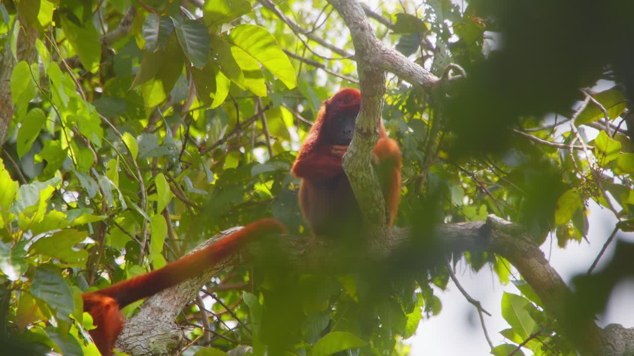 el mono aullador rojo se sienta en lo alto de una rama rascándose por la mañana en la selva tropical peruana