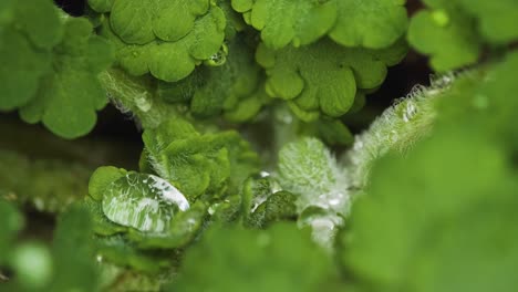 Gotas-De-Lluvia-Texturizadas-En-Pequeñas-Plantas-Verdes,-Belleza-En-La-Naturaleza,-Macro