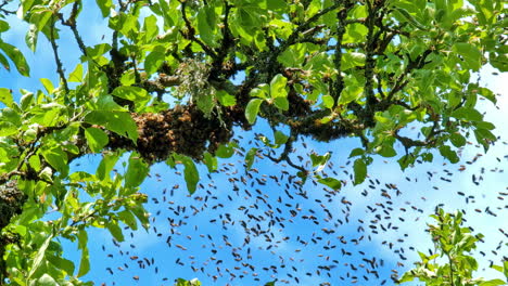 un enjambre de abejas volando y agarrándose a una rama de árbol, mirando hacia arriba