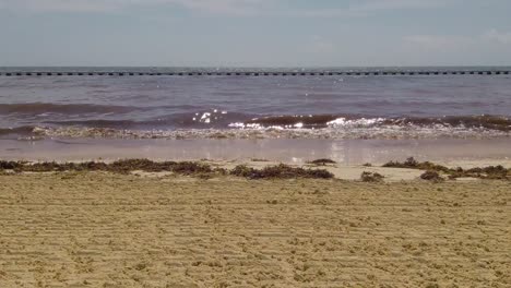 seaweed arriving at a nice beach