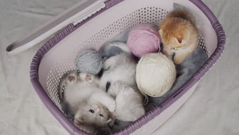 Several-small-kittens-in-a-basket-next-to-balls-of-thread