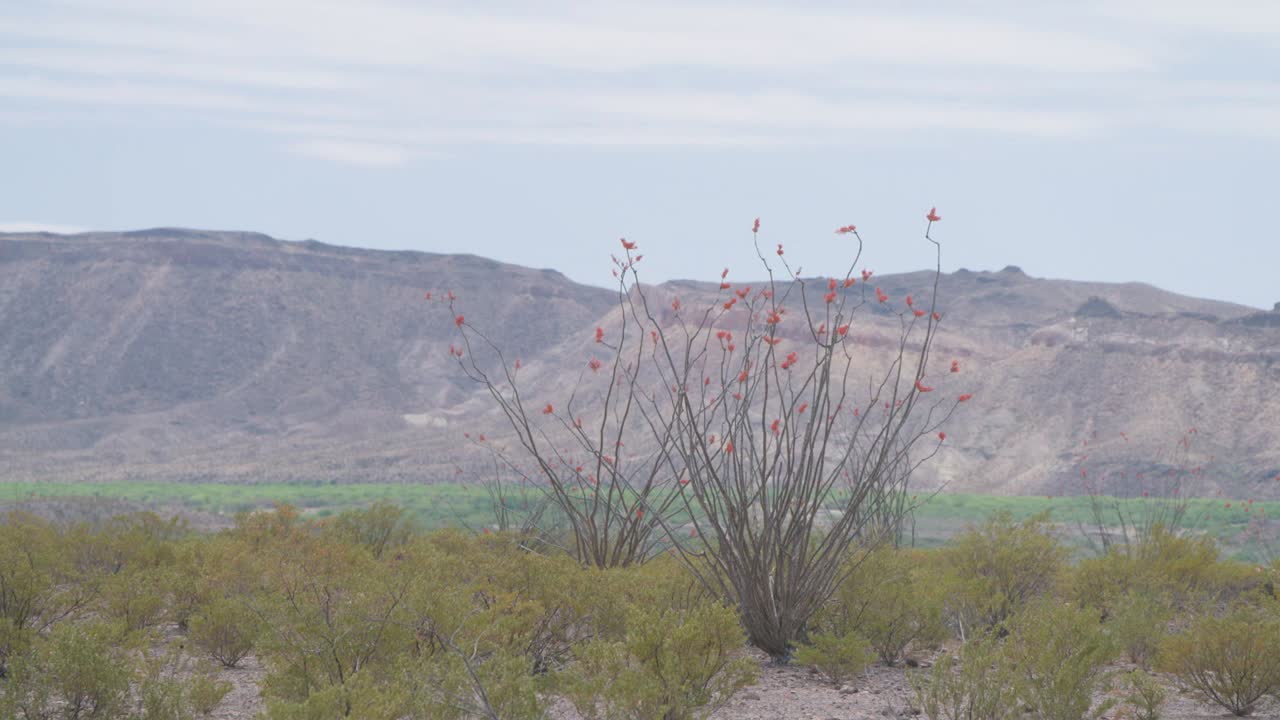 Ocotillo med Chisos Basin i baggrunden
