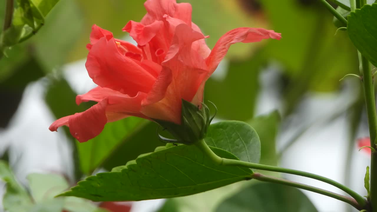 Bellissimo fiore di ibisco nel vento