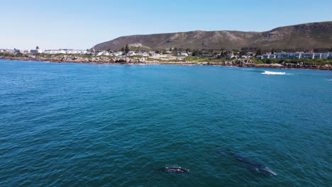 right whale and spouting calf close to hermanus shoreline - aerial