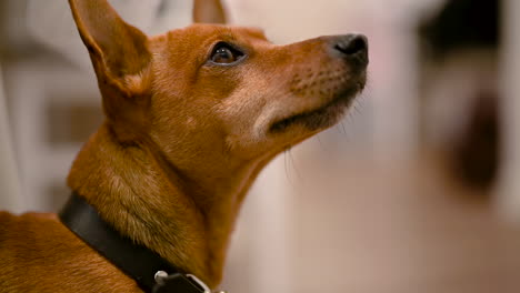 close-up van een bruine hond met puntige oren die thuis rondkijkt in de woonkamer