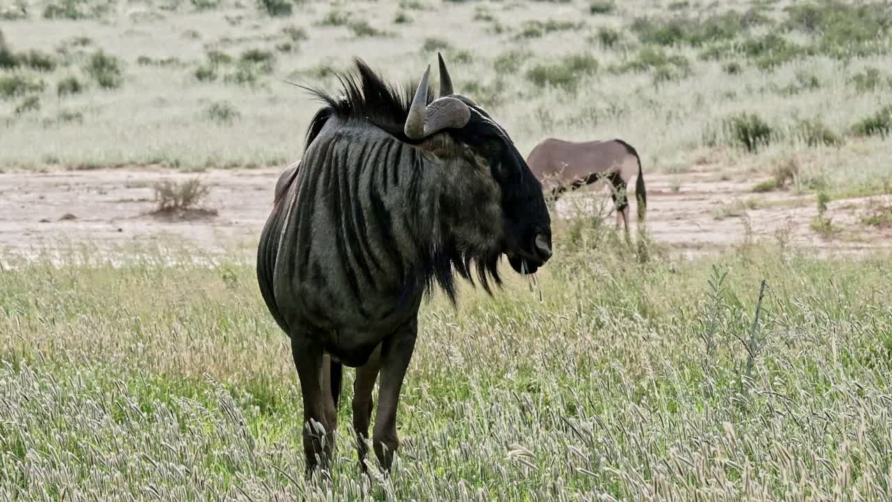 Un gnu solitario nell'erba verde nel Kalahari in Sudafrica