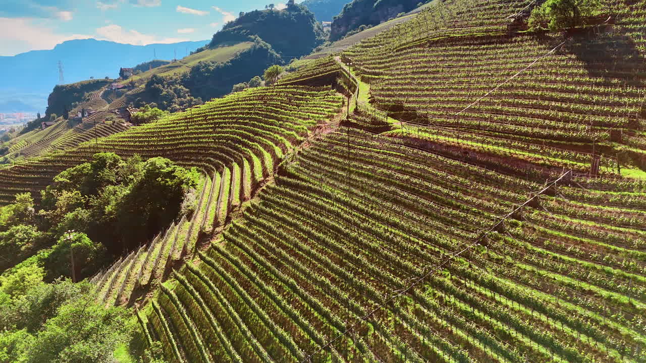 Beautiful vineyards on the slopes of the mountains. Drone footage above the orchards revealing view on Bolzano, South Tyrol, Italy.