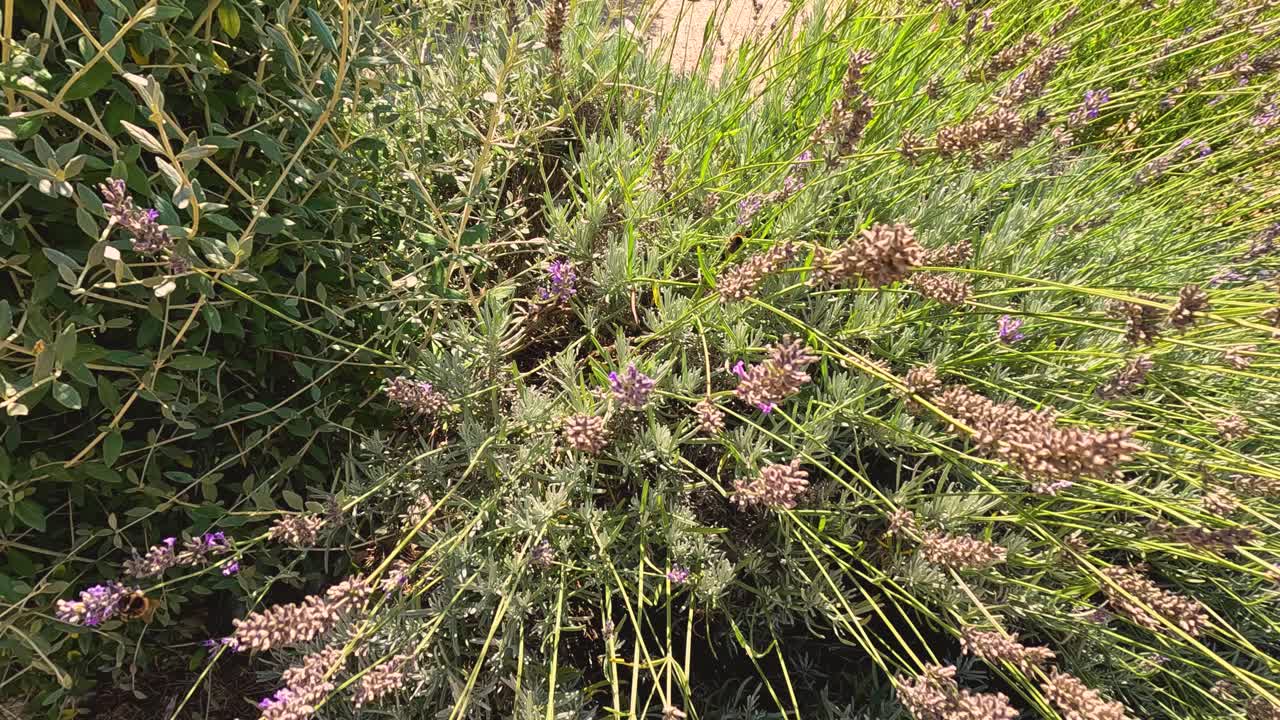 el abejorro navegando a través de las plantas de lavanda en saint emilion