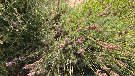 bumblebee navigating through lavender plants in saint emilion