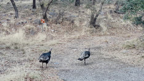 two wild arizona turkeys walk around leisurely in nature