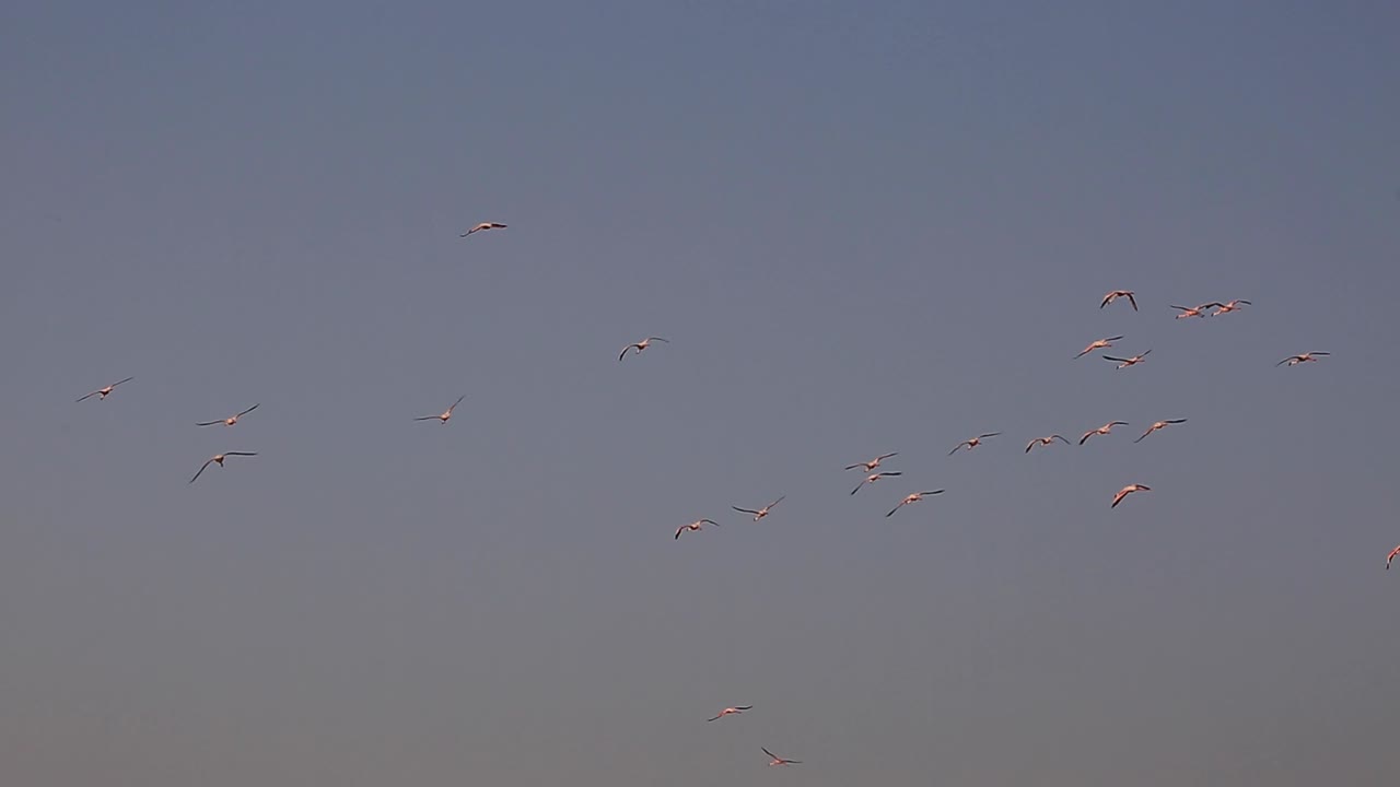 세렝게티 아프리카 사바나, 케냐, 아프리카에서 맑은 여름날 수천 마리의 큰 무리로 일몰 속으로 날아가는 거대한 야생 핑크 플라밍고 무리