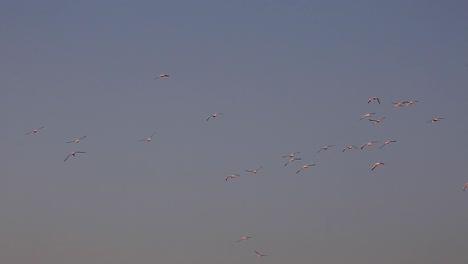 Enorme-Bandada-De-Colonias-De-Flamencos-Rosados-Salvajes-Volando-Hacia-La-Puesta-De-Sol-Como-Un-Gran-Grupo-De-Miles-En-Un-Claro-Día-De-Verano-En-La-Sabana-Africana-Del-Serengeti,-Kenia,-África