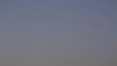 enorme bandada de colonias de flamencos rosados salvajes volando hacia la puesta de sol como un gran grupo de miles en un claro día de verano en la sabana africana del serengeti, kenia, áfrica