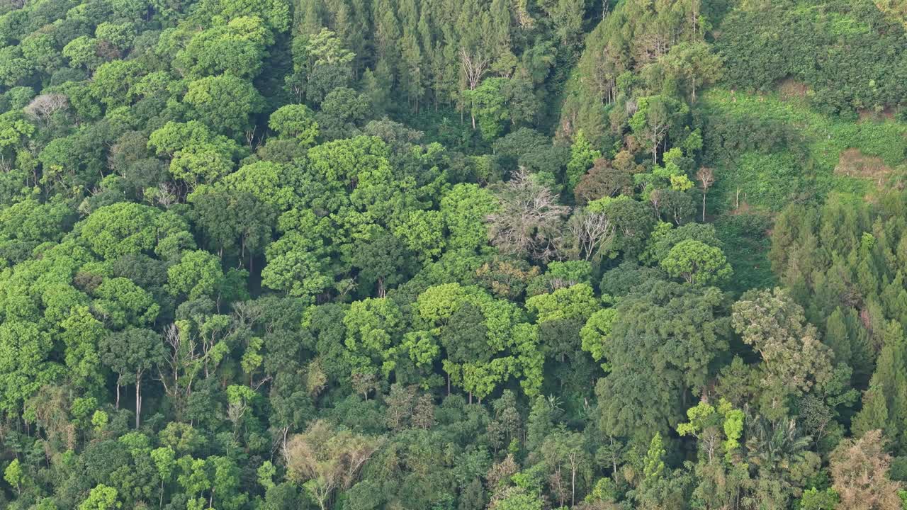 Aerial drone footage of dense tropical rainforest with lush green canopy. The video captures the rich biodiversity and natural beauty of untouched jungle vegetation