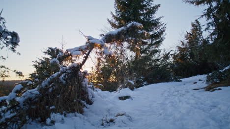 Die-Kamera-Bewegt-Sich-Rückwärts-Unter-Einem-Umgestürzten-Baum-Und-Gibt-Einen-Kleinen-Pfad-Frei