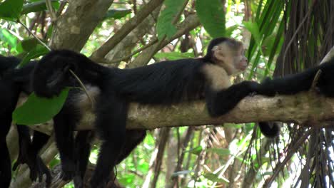monos capuchino de cara blanca juegan en una palmera en costa rica 2
