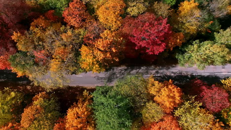 aerial footage over a road surrounded by autumn forest at sunset