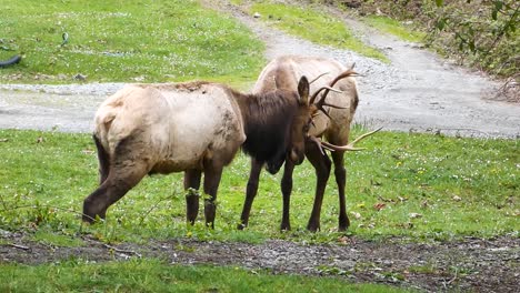 two elks with big antlers fighting or sparring in grassy meadow