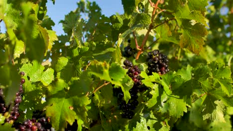 muchos hermosos racimos de uvas oscuras que crecen bajo el sol en un viñedo rural