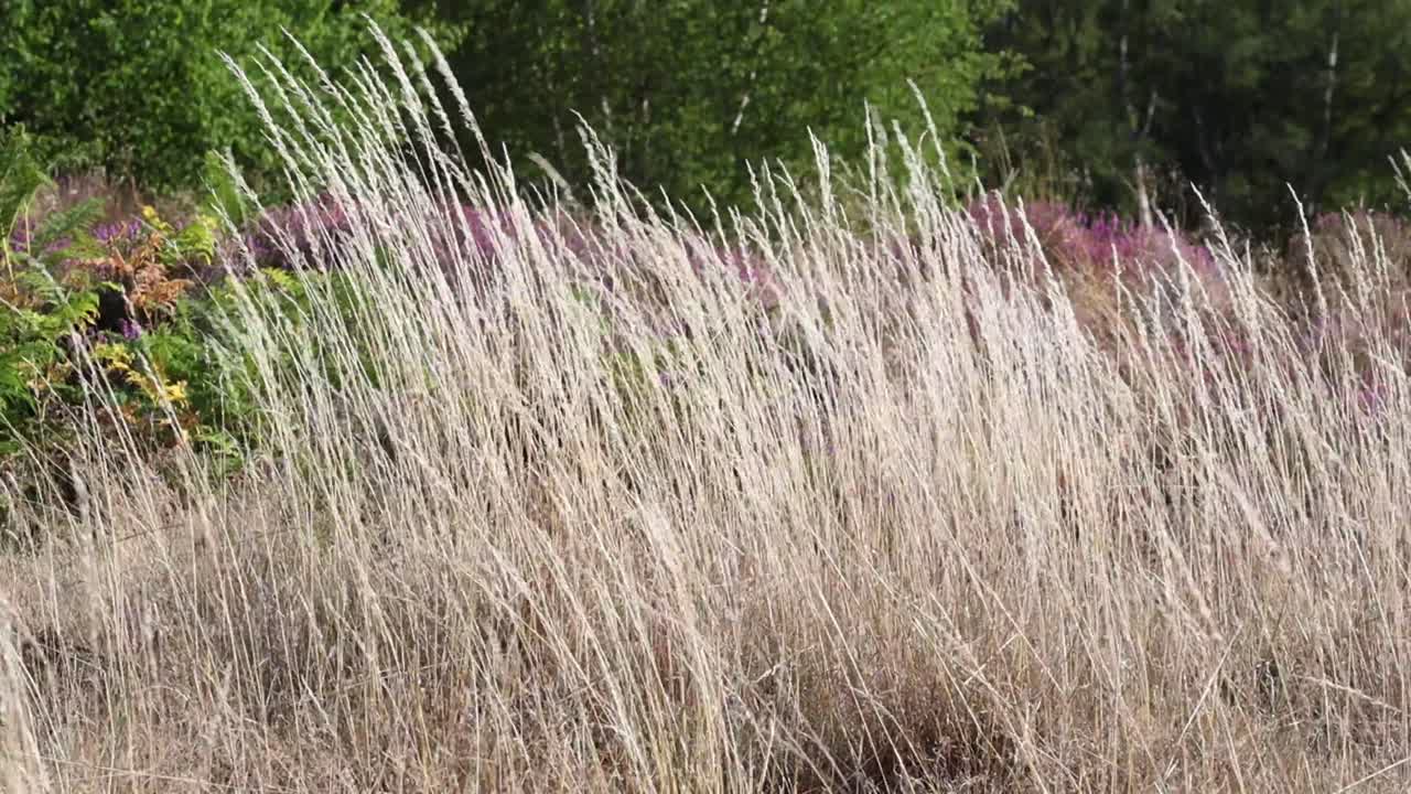 Long dry grasses moving in a breeze. July. UK