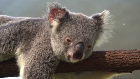 Close-up-shot-of-a-sleepy-koala,-phascolarctos-cinereus-suddenly-woken-up-from-its-afternoon-nap