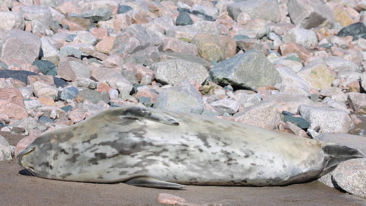 Una foca di Weddell giace immobile su una spiaggia antartica rocciosa e illuminata dal sole, crogiolandosi al calore. La scena cattura un comportamento sereno della fauna selvatica, una luce naturale nitida e un tranquillo paesaggio polare