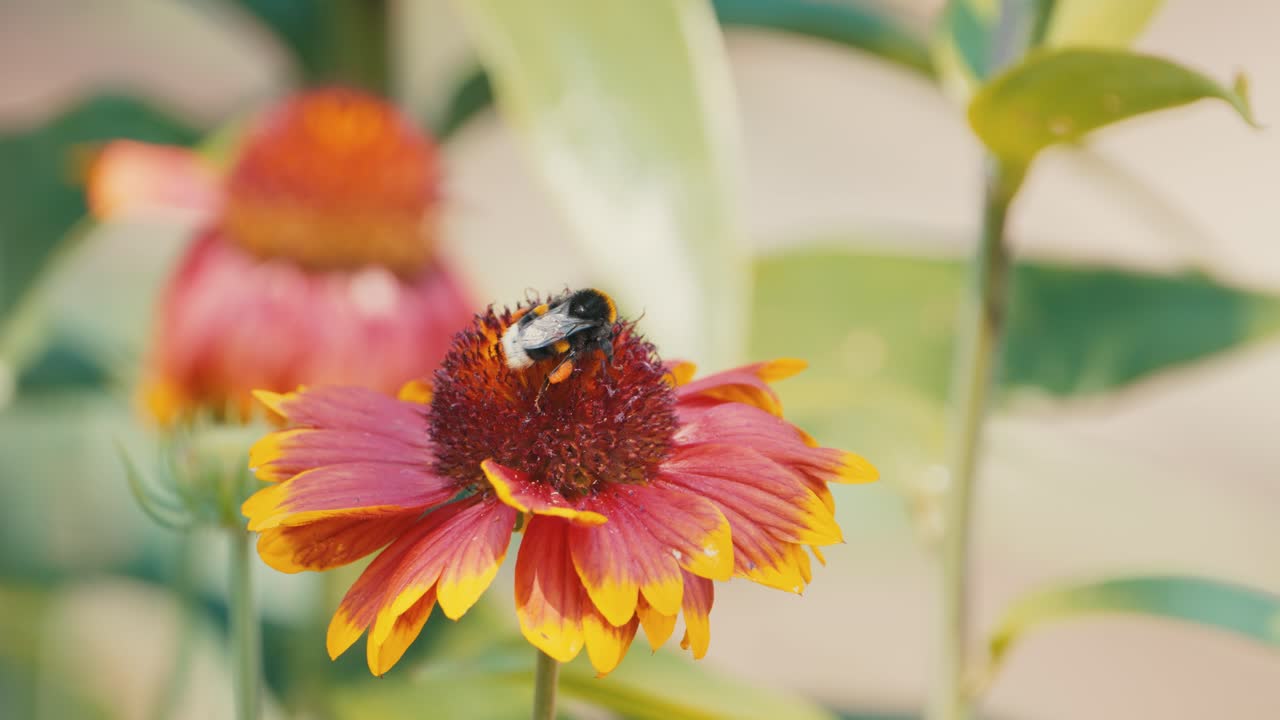Bumblebee ballet on a cockade flower, a mesmerizing dance of nature's pollination in a vibrant garden