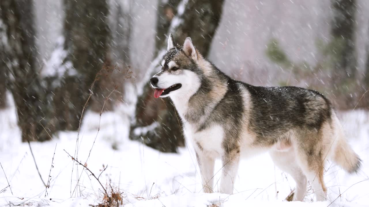 Young Siberian Husky Dog Running Outdoor In Winter Snowy Forest